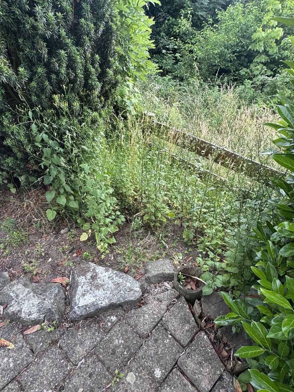 Durchgang zwischen Hecken, vorher: überwuchert